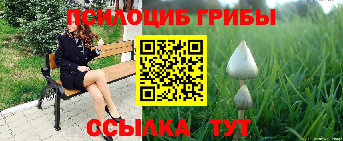 купить наркоту  Псилоцибиновые грибы Magic Shrooms  Вход с VPN  Псилоцибиновые грибы Psilocybine cubensis  Зеленогорск 